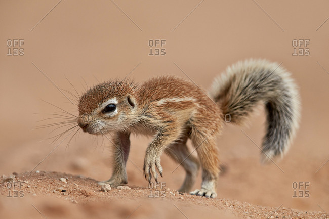 Baby Cape Ground Squirrel (Xerus inauris), Kgalagadi Transfrontier Park (encompassing the former Kalahari Gemsbok National Park), South Africa