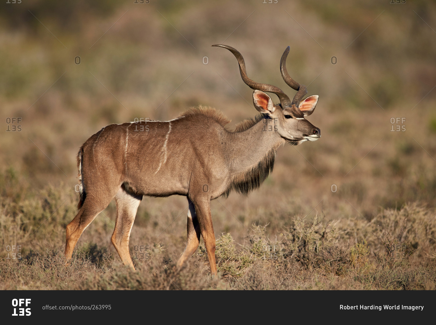 Greater Kudu (Tragelaphus strepsiceros) buck, Karoo National Park, South Africa