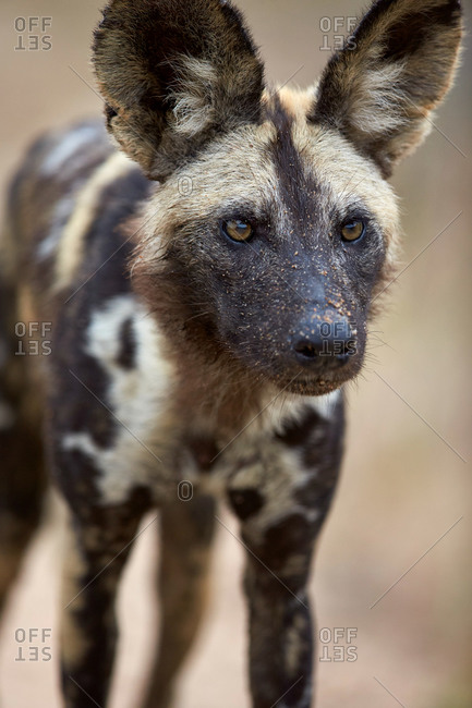 African Wild Dog, African Hunting Dog, or Cape Hunting Dog (Lycaon pictus), Kruger National Park, South Africa