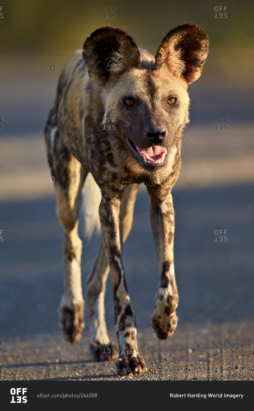 African Wild Dog, African Hunting Dog, or Cape Hunting Dog (Lycaon pictus) running, Kruger National Park, South Africa
