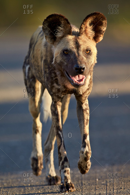 African Wild Dog, African Hunting Dog, or Cape Hunting Dog (Lycaon pictus) running, Kruger National Park, South Africa