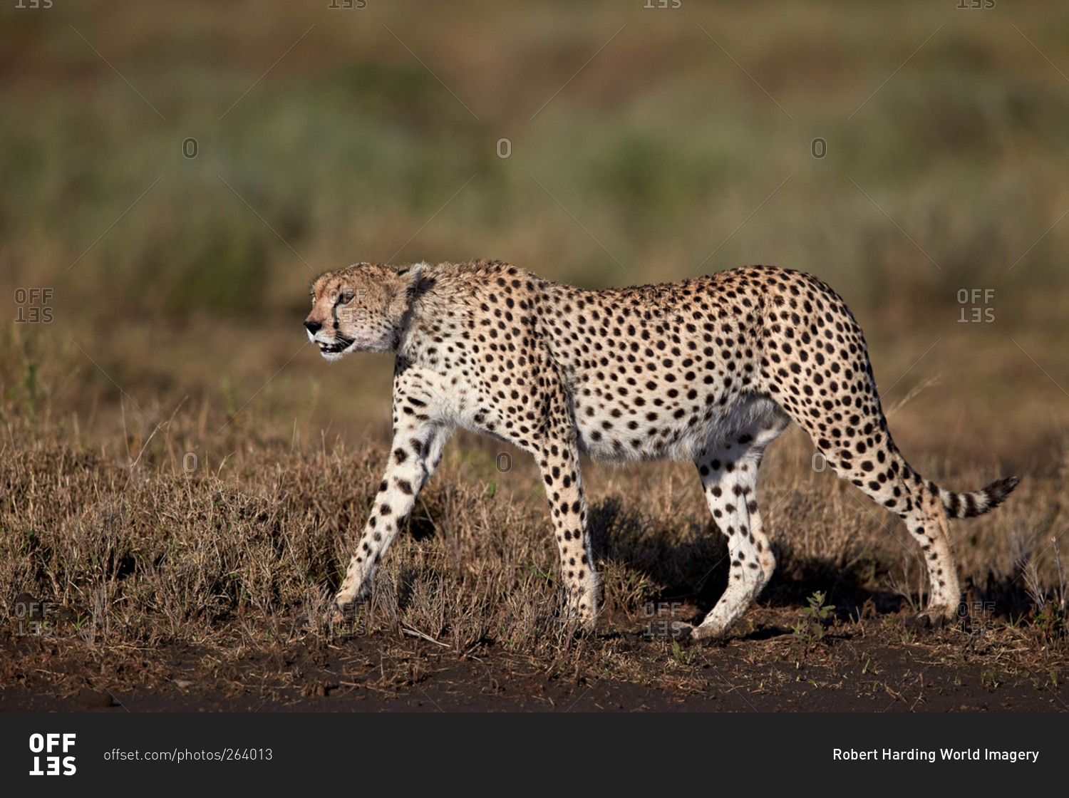 Cheetah (Acinonyx jubatus), Ngorongoro Conservation Area, Serengeti, Tanzania