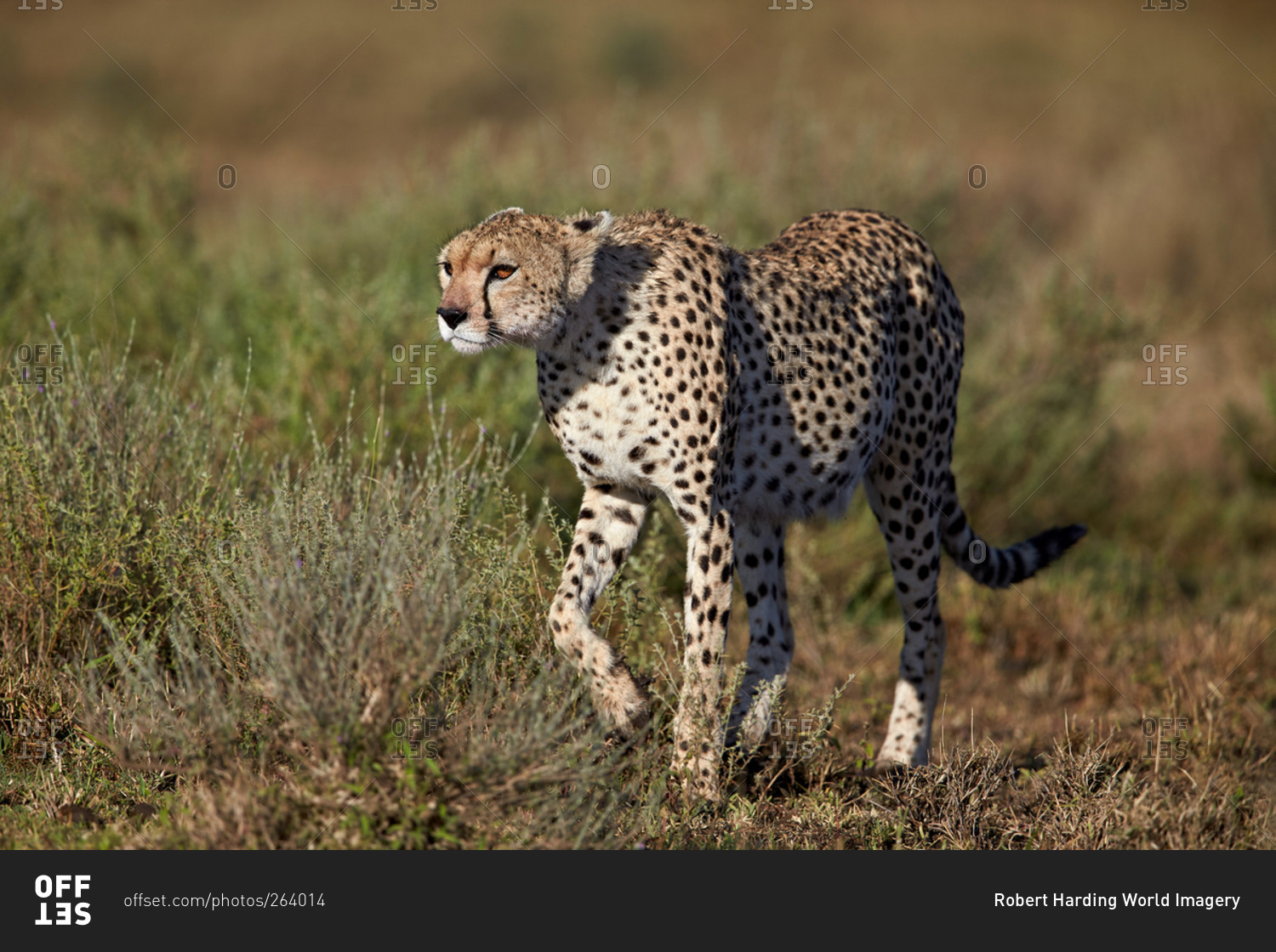 Cheetah (Acinonyx jubatus), Ngorongoro Conservation Area, Serengeti, Tanzania