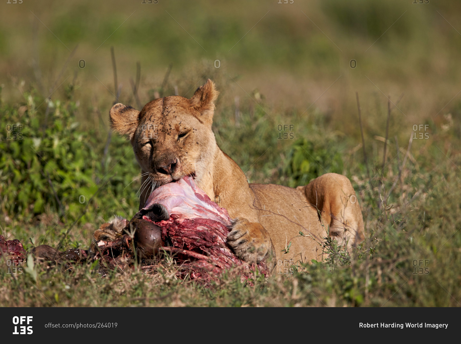 Lioness (Lion, Panthera leo) eating a wildebeest carcass, Ngorongoro Conservation Area, Serengeti, Tanzania