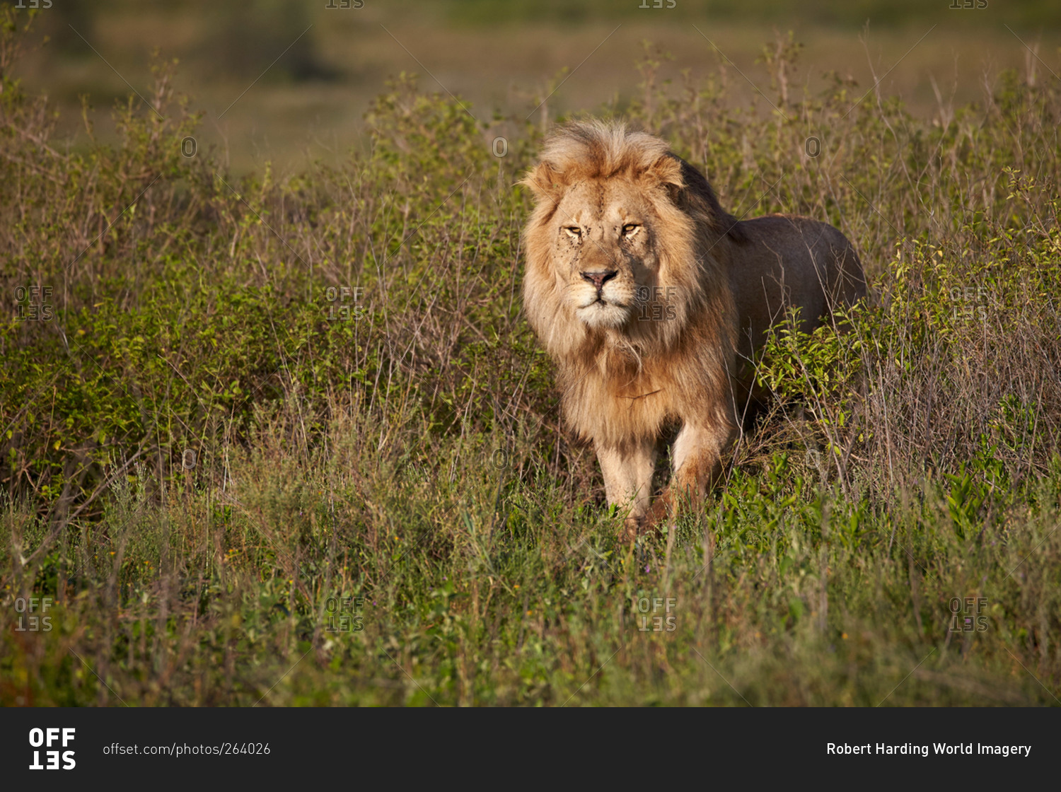 Lion (Panthera leo), Ngorongoro Conservation Area, Serengeti, Tanzania
