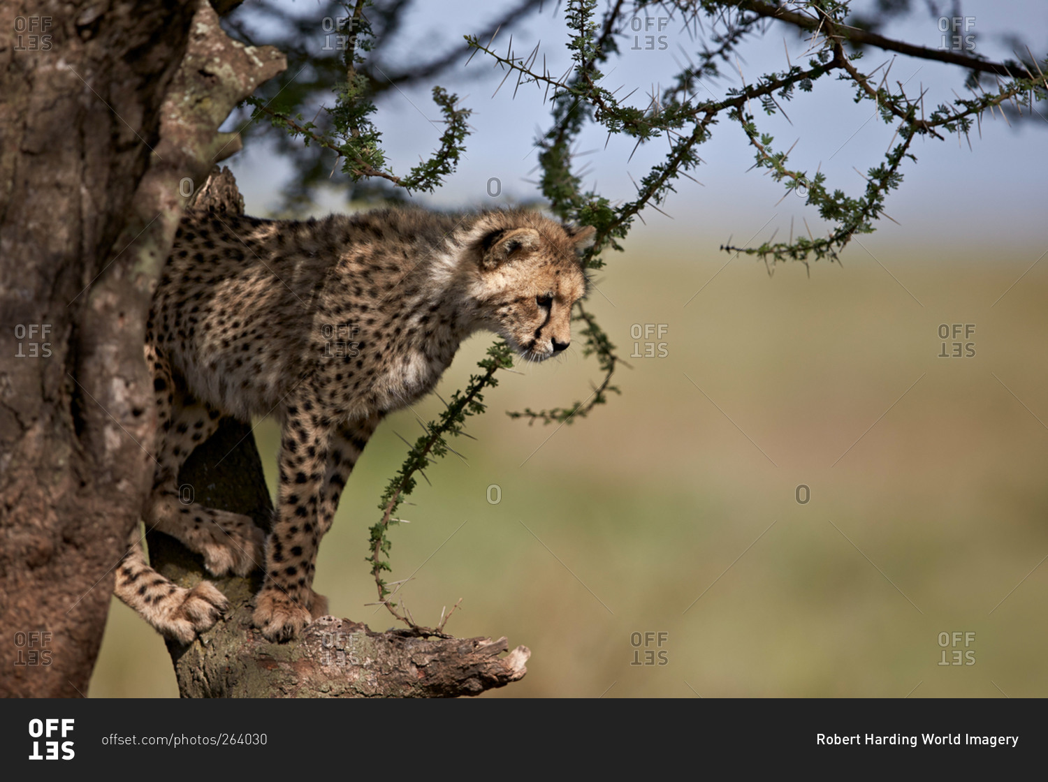 Cheetah (Acinonyx jubatus) cub in an acacia tree, Ngorongoro Conservation Area, Serengeti, Tanzania