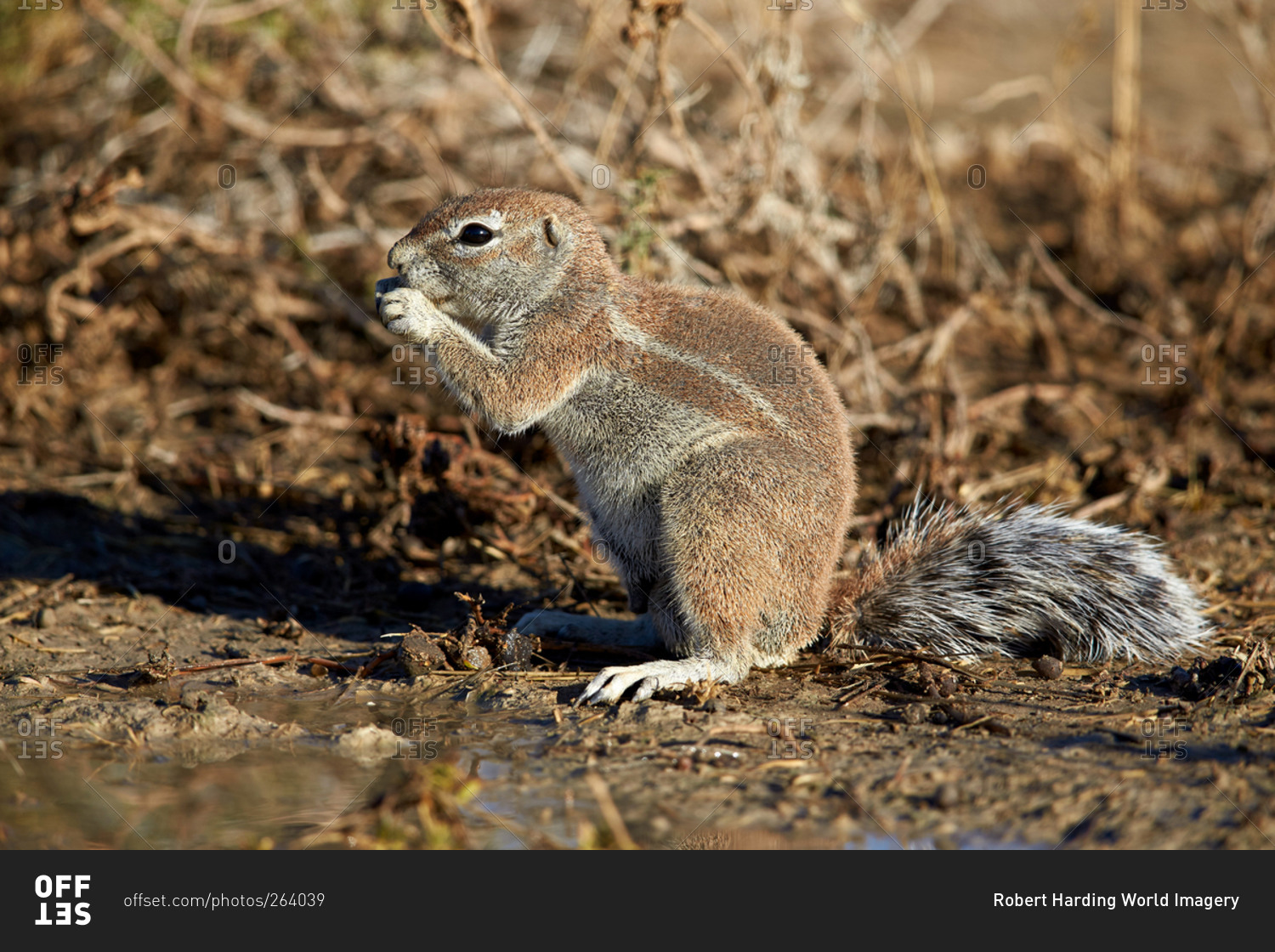 Cape Ground Squirrel (Xerus inauris) eating, Kgalagadi Transfrontier Park (encompassing the former Kalahari Gemsbok National Park), South Africa