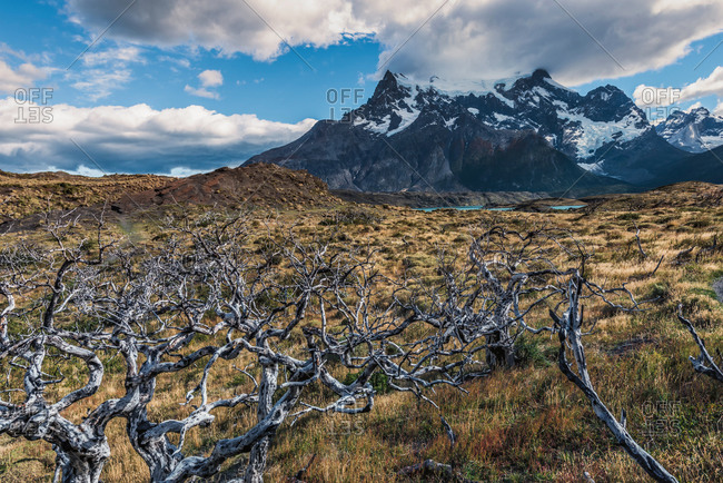 Dead trees in front of Cuernos del Paine, Torres del Paine National Park, Chilean Patagonia, Chile