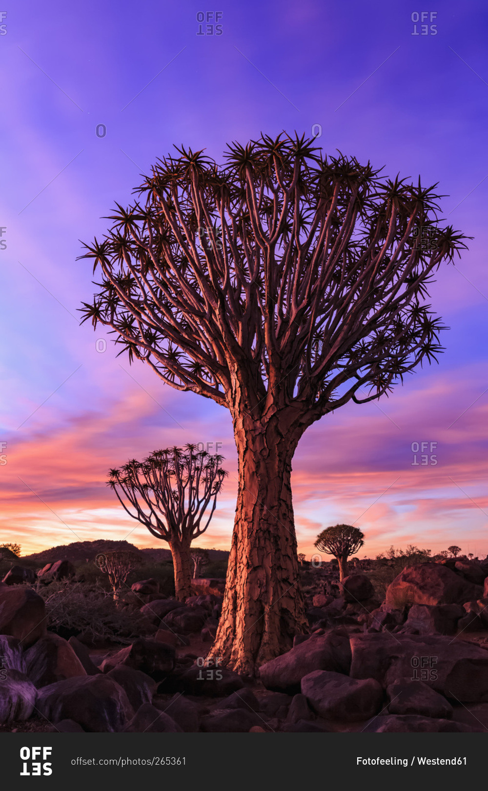 Quiver Tree Forest at sunset, Namibia,