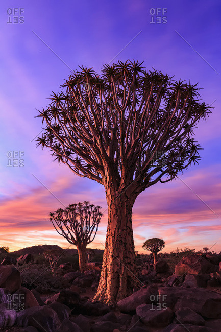 Quiver Tree Forest at sunset, Namibia,