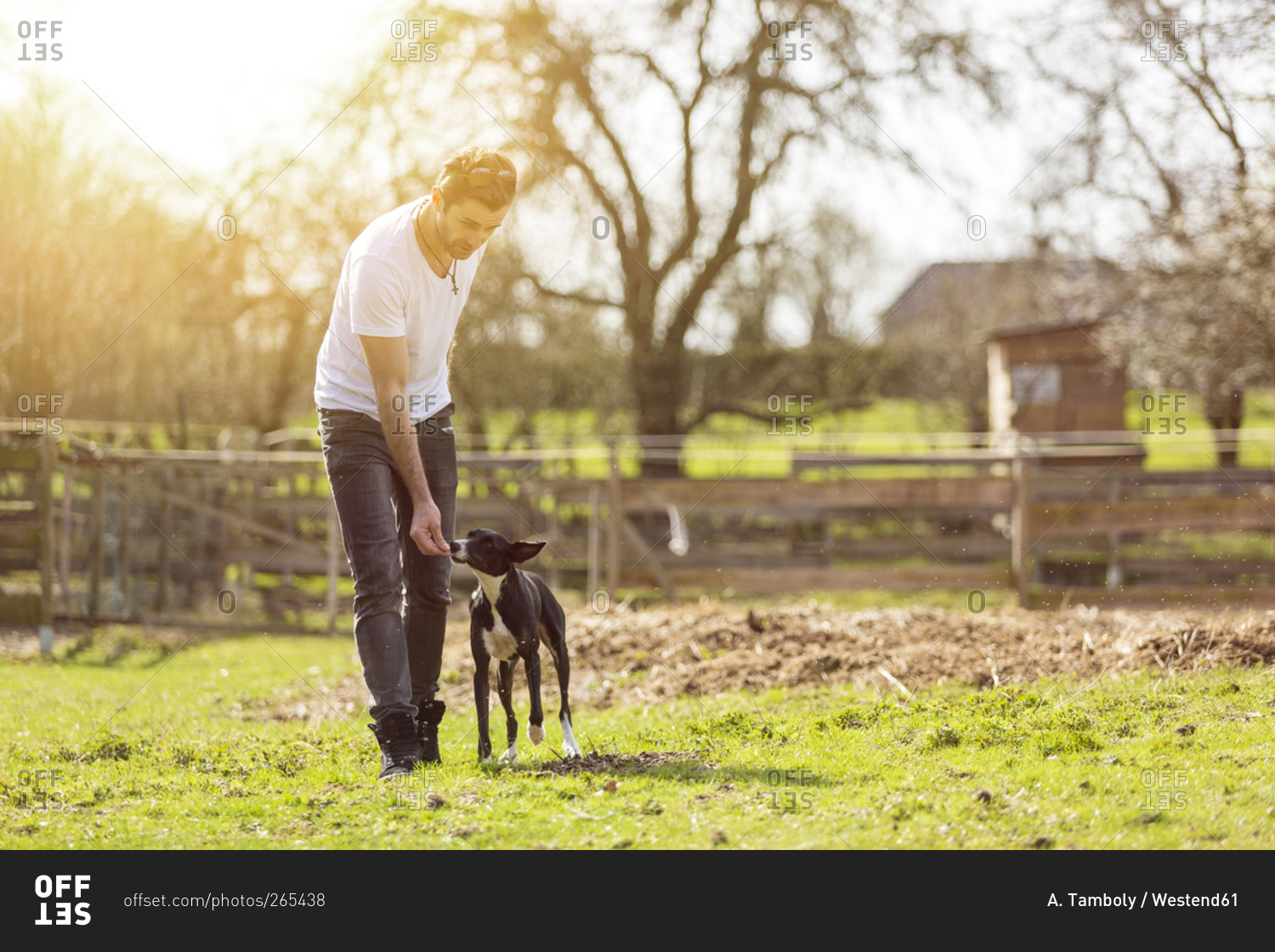 Man training his dog on a meadow