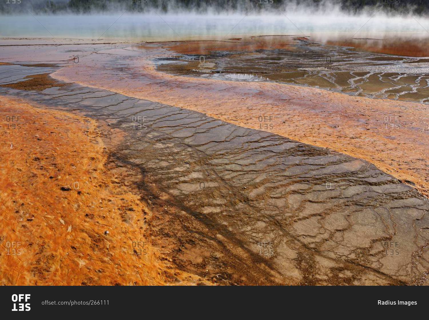 Orange Bacteria Mat of Grand Prismatic Spring, Midway Geyser Basin, Yellowstone National Park, Teton County, Wyoming, USA