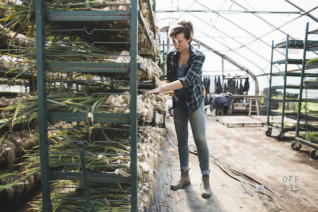 A woman checks harvested garlic plants