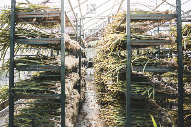 Rows and rows of harvested garlic