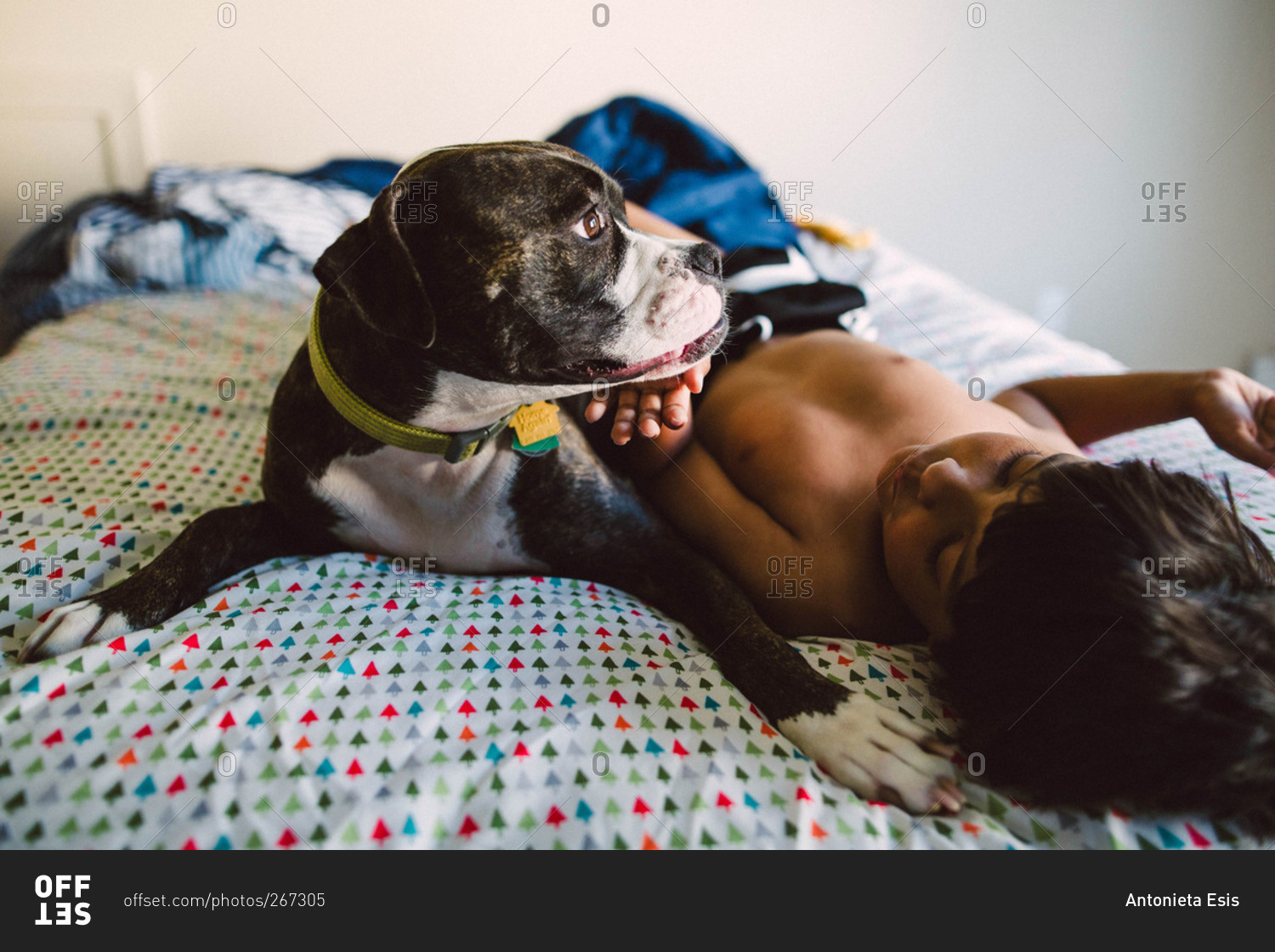 Boy patting chin of his dog as they lounge together on bed