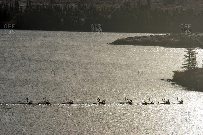 Barren-Ground Caribou, Near Whitefish Lake, Nwt, Canada
