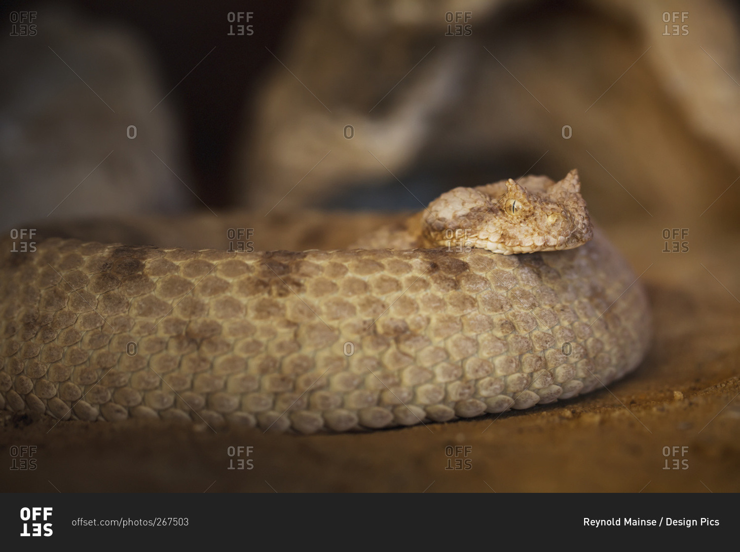 Viper snake, Israel
