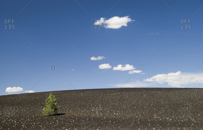 Lone pine tree on a volcanic slope, Idaho, United States Of America