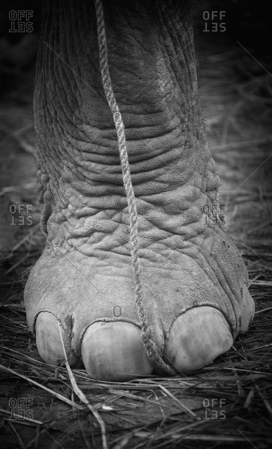 Close up of an elephant's foot, Chitwan, Nepal