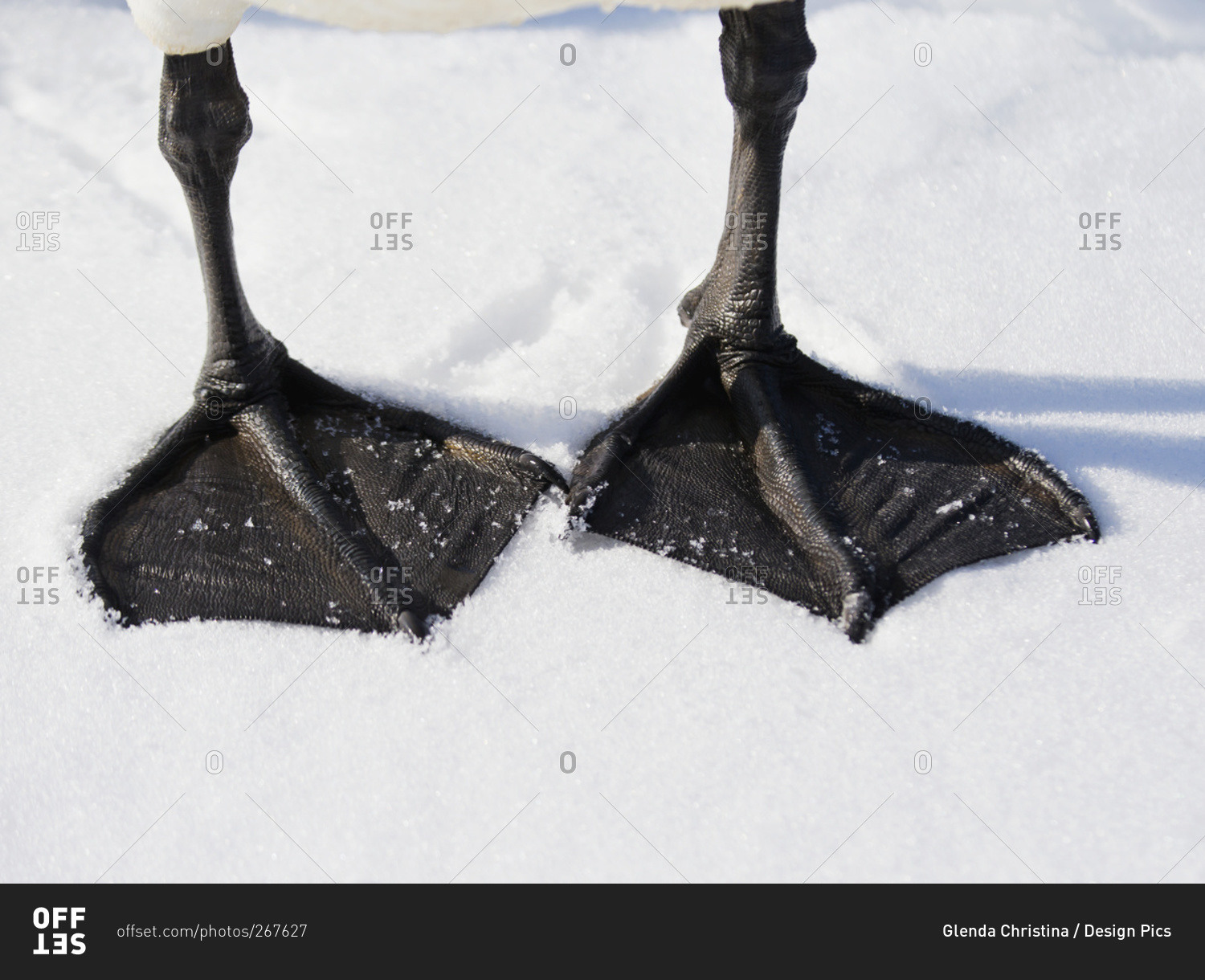 Trumpeter swan (cygnus buccinator) feet close up in the snow, Wasilla ...