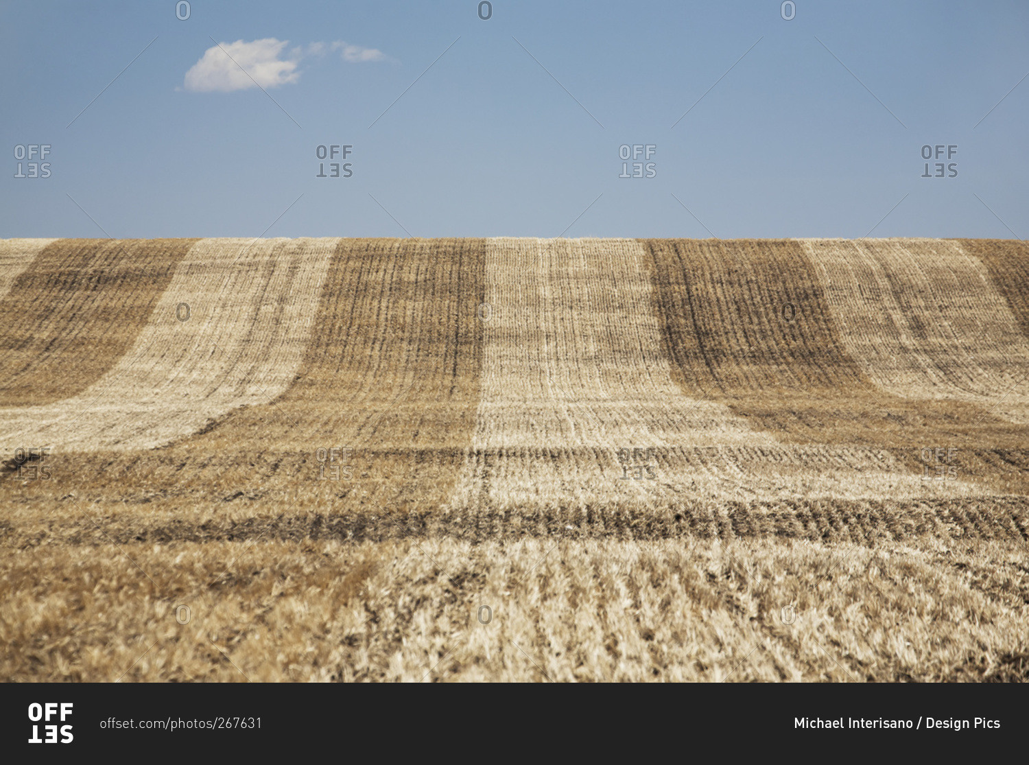 A cut rolling hill grain field with blue sky and cloud, Alberta, Canada