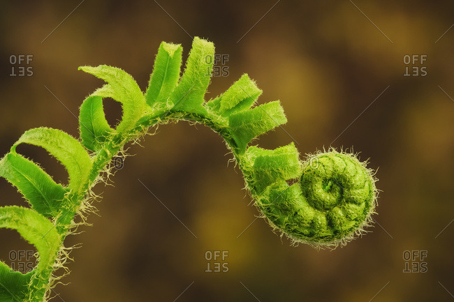 Close up of a fern opening a new leaf in springtime, Ohio, United States Of America