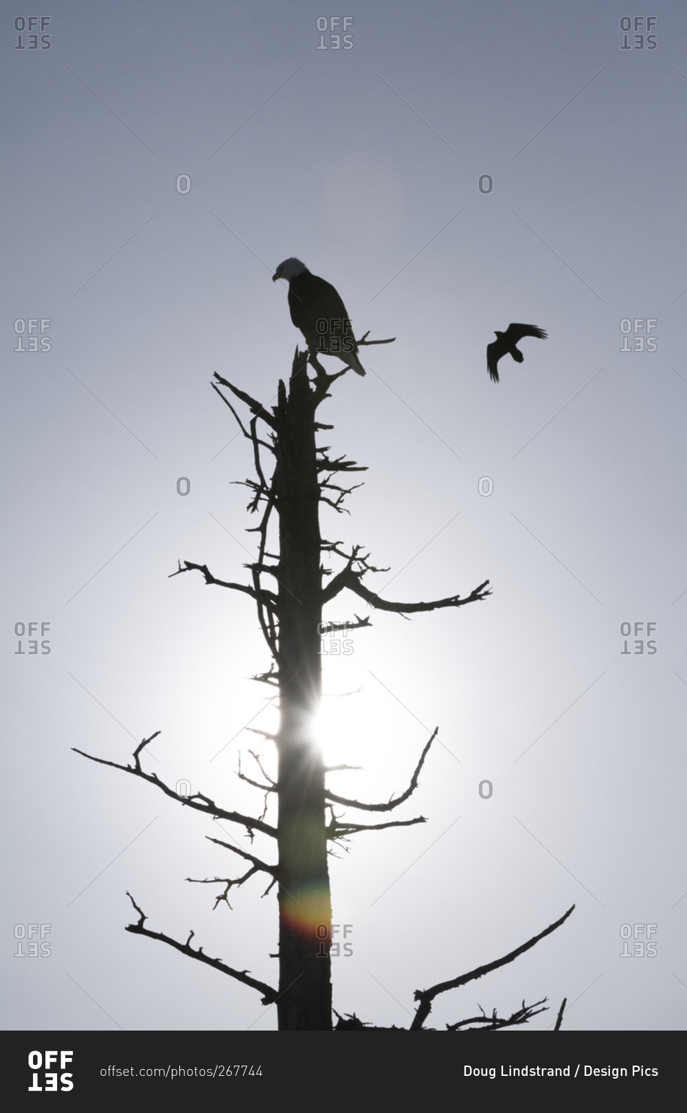 Silhouette of birds and a dead tree against a blue sky and sun flare
