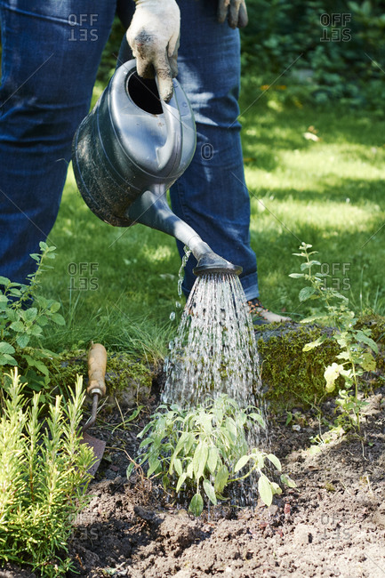 Gardener watering sage in a backyard herb garden