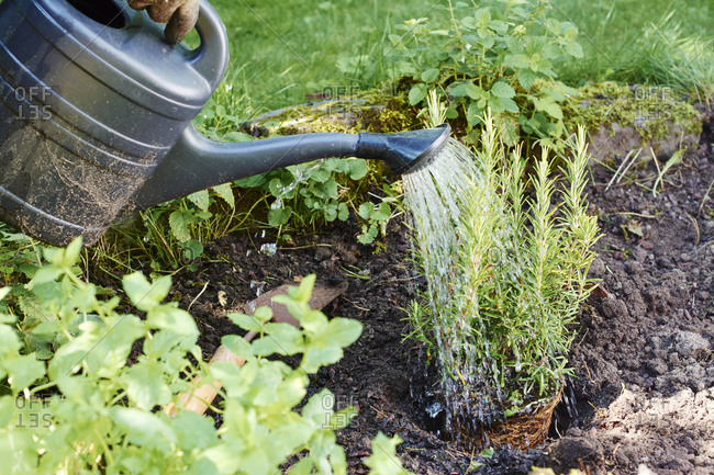 Gardener watering rosemary in a backyard herb garden