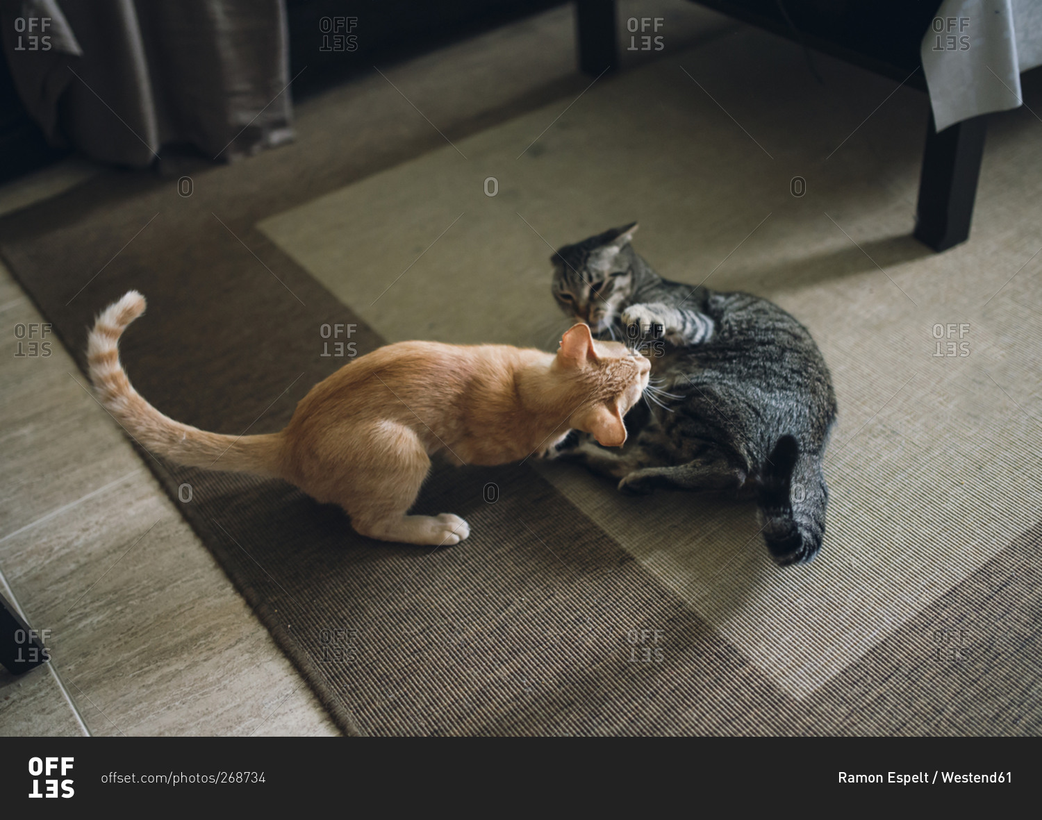Two tabby cats play fighting in apartment