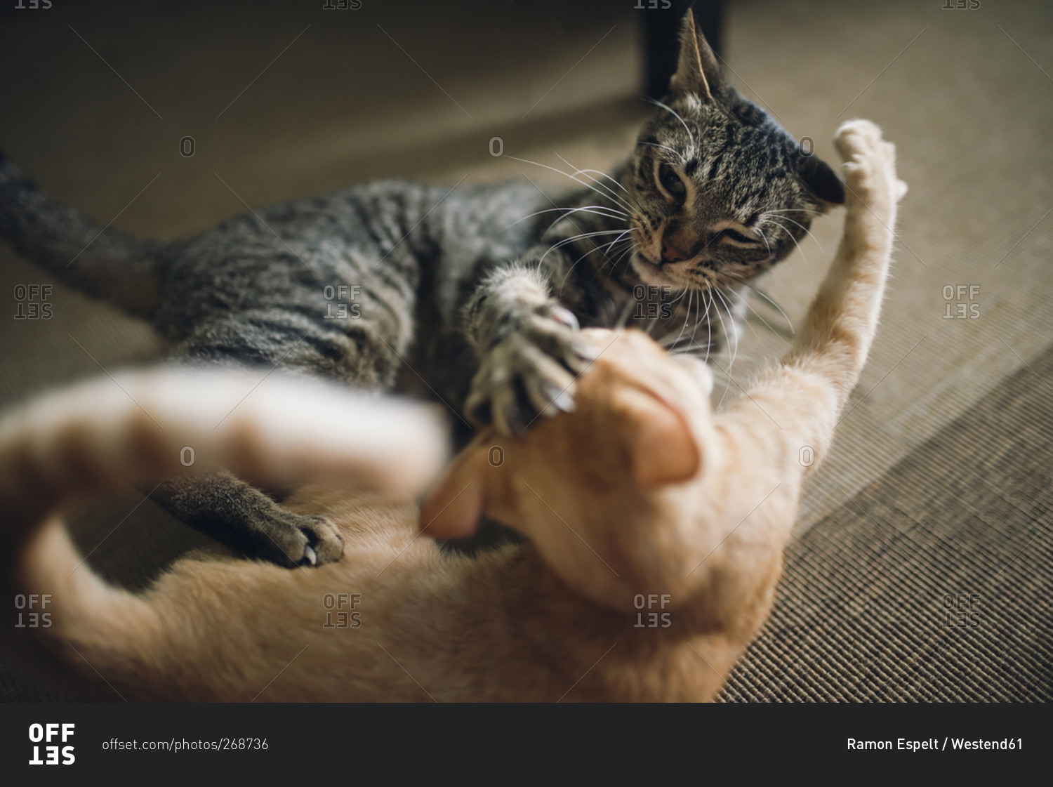 Two tabby cats play fighting in apartment