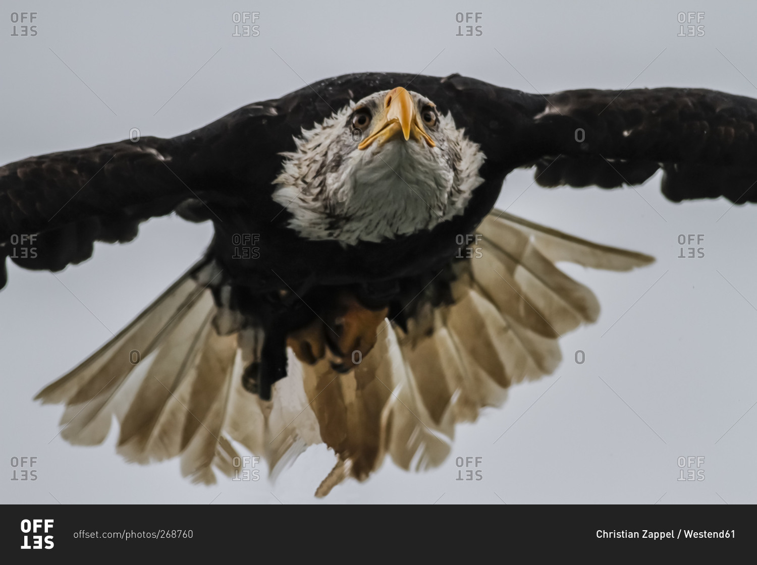 Bald eagle, Haliaeetus leucocephalus, flying