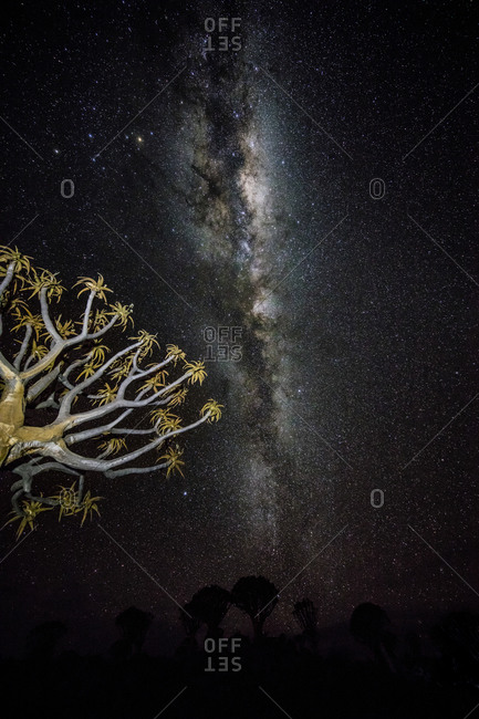 Quiver tree and Milky Way in Namibia