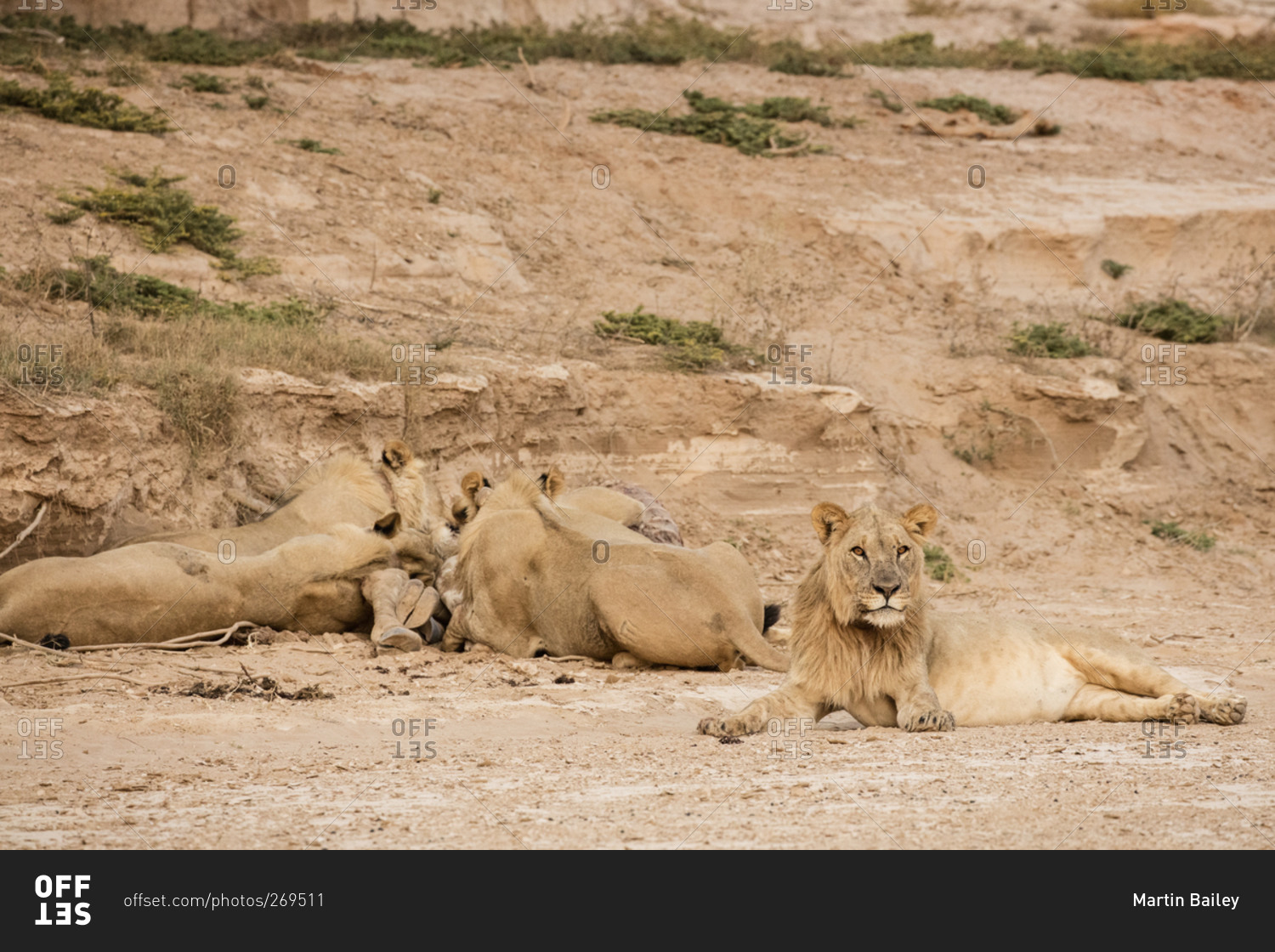 Desert lions feeding in Namibia