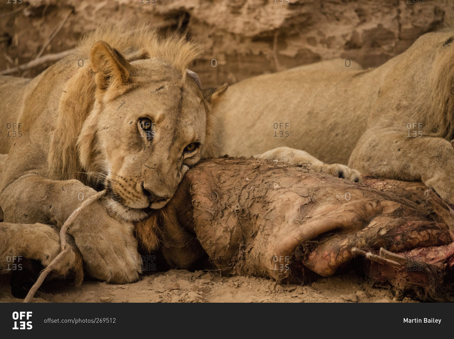 Desert lions with prey