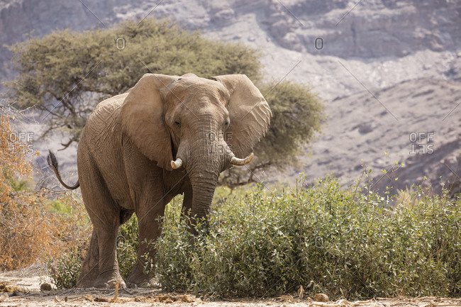 Desert elephant feeding in bush