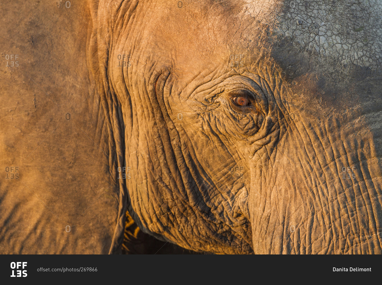 Close-up view of eyeball of Elephant (Loxodonta africana) standing along Chobe River at sunset