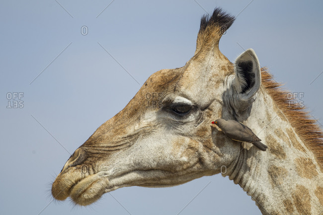 Giraffe (Giraffa camelopardalis) with Red-Billed Oxpecker (Buphagus erythrorhynchus) grooming its head