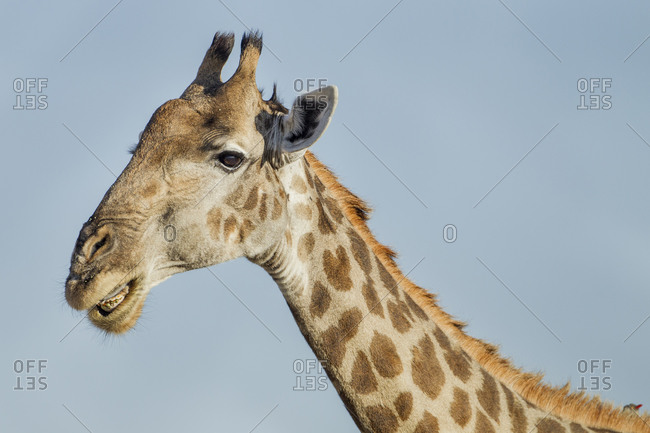Close-up portrait of Giraffe (Giraffa camelopardalis) baring teeth in imitation of a grin