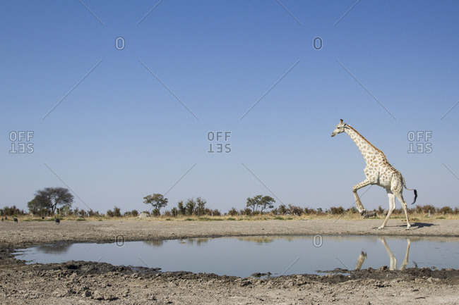 Giraffe (Giraffa camelopardalis) leaps away from edge of Marabou Pan water hole in Savuti Marsh