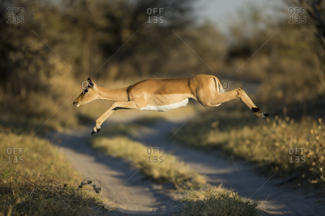 Impala (Aepyceros melampus) leaping across safari track in Savuti Marsh in Okavango Delta
