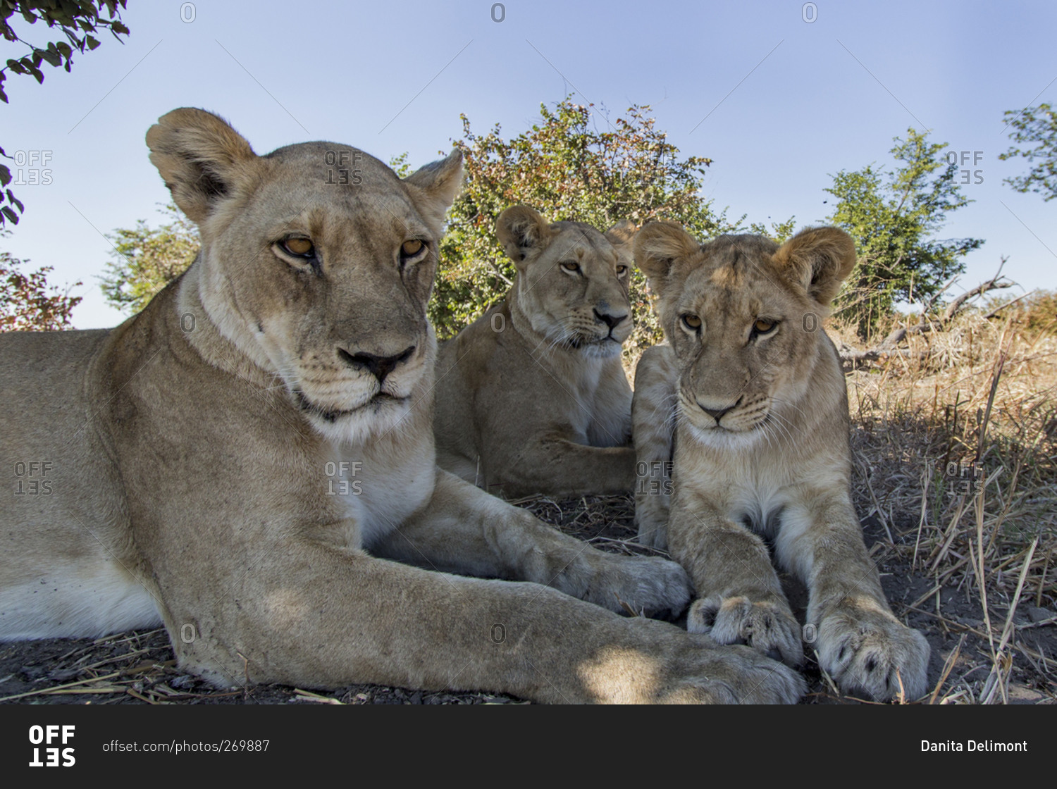 Wide angle view of Lioness and cub (Panthera leo) resting near remote camera under acacia tree in Savuti Marsh