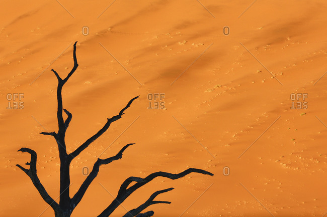 Black tree branches against orange sand dune, Dead Vlei
