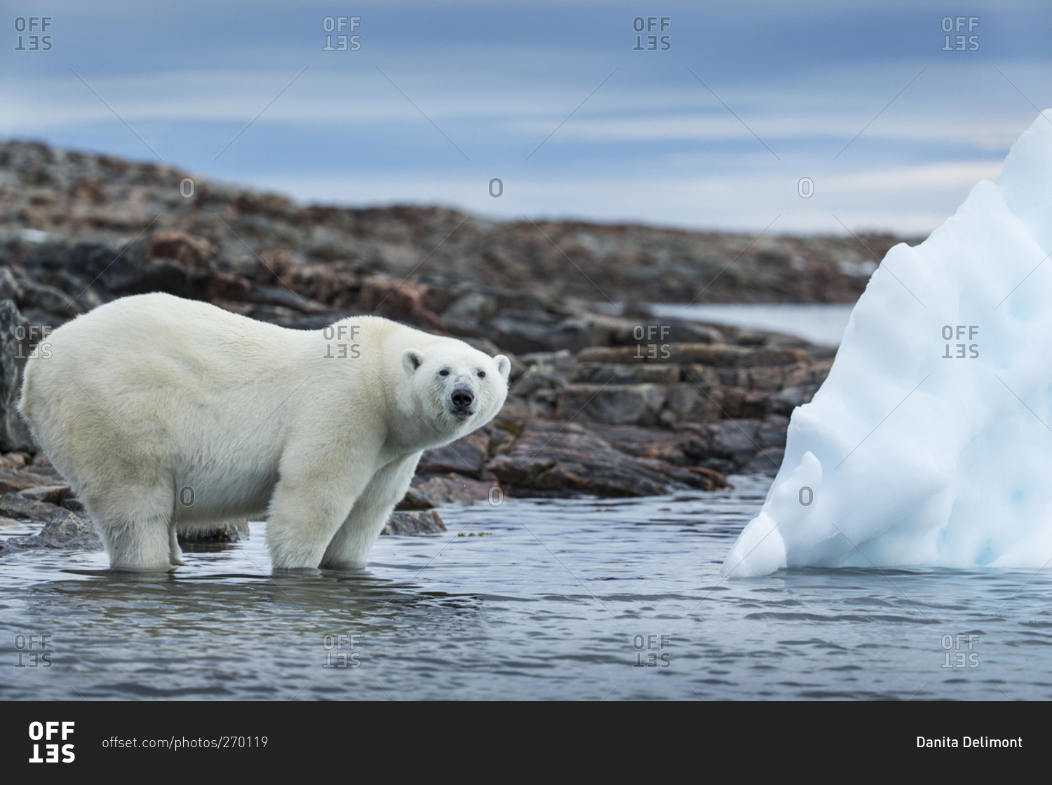 Polar Bear (Ursus maritimus) standing by iceberg along shoreline of Harbour Islands near Arctic Circle along Hudson Bay