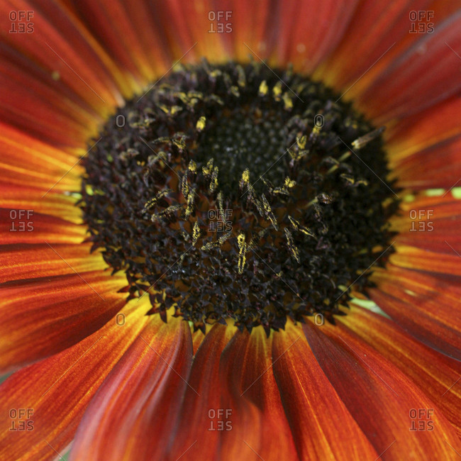 Red sunflower close-up
