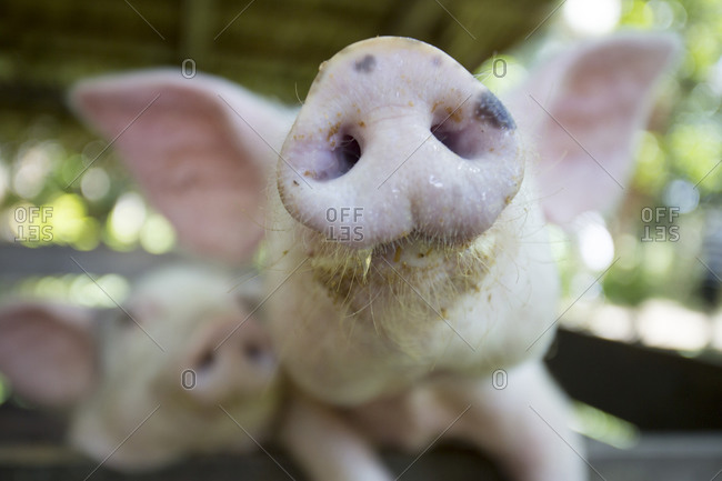 Close up of pigs snout