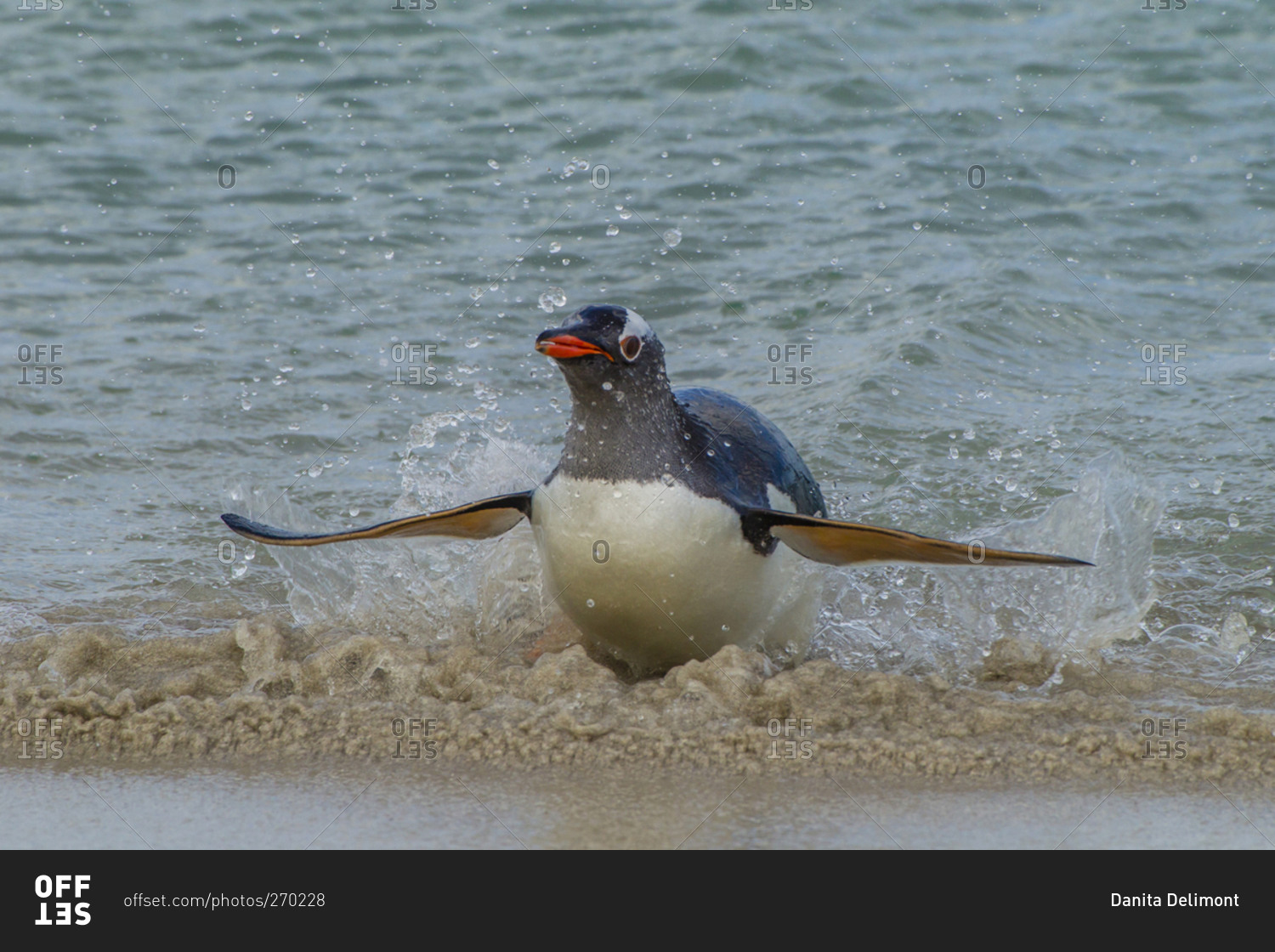 Gentoo penguin surfing
