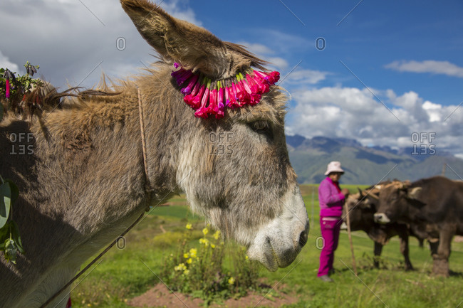 Inca terraces of Moray, Cusco Region, Peru