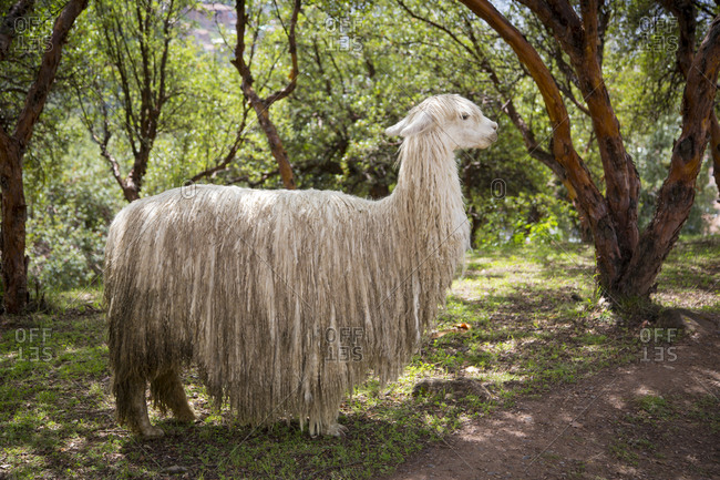 Llama, Incan archaeological site, Cusco
