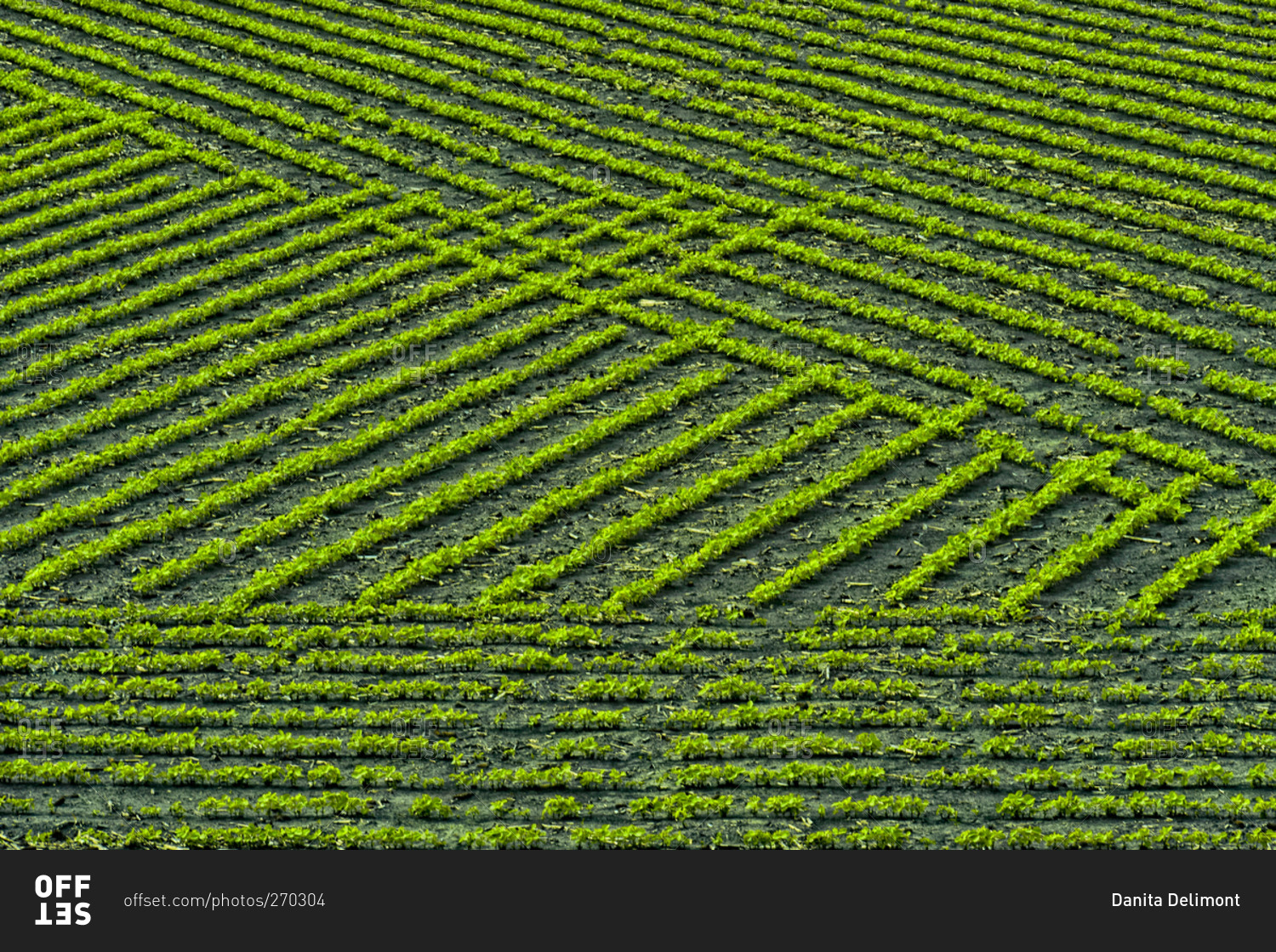 Field Patterns Formed By Crops Stock Photo OFFSET